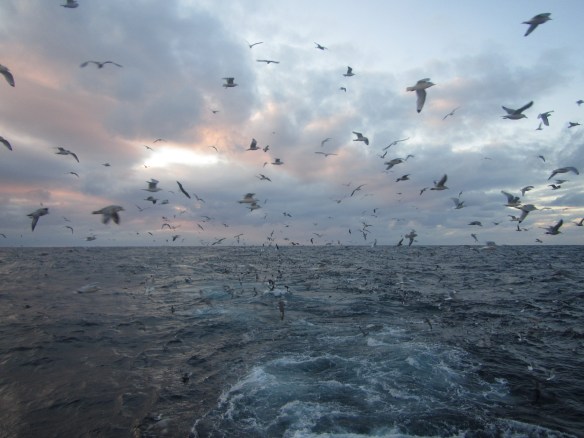 Fín veiðrskui í Norsku