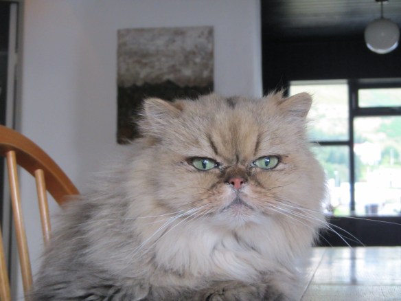 Mosi kisan sem við eigum núna