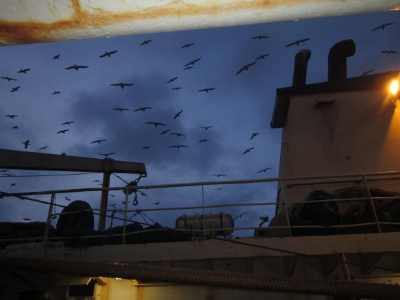 Lyfta sér hátt upp þegar hvessir