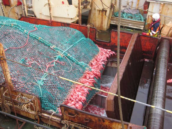 Karfinn rennur í mótökuna