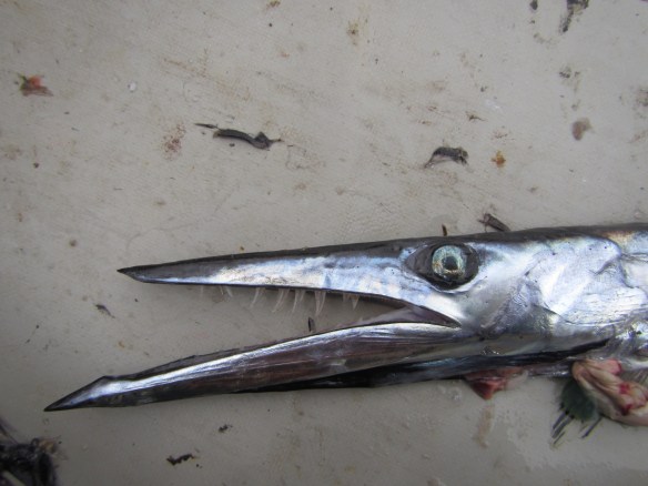 Sérkennileg sjávardýr