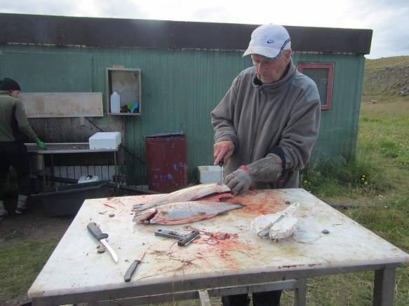 Gunni Blöndal flakar fiskinn