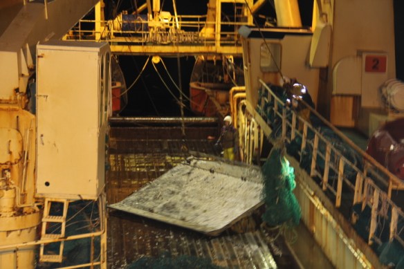 Um klukkan átta í kvöld kom þetta upp í trollinu