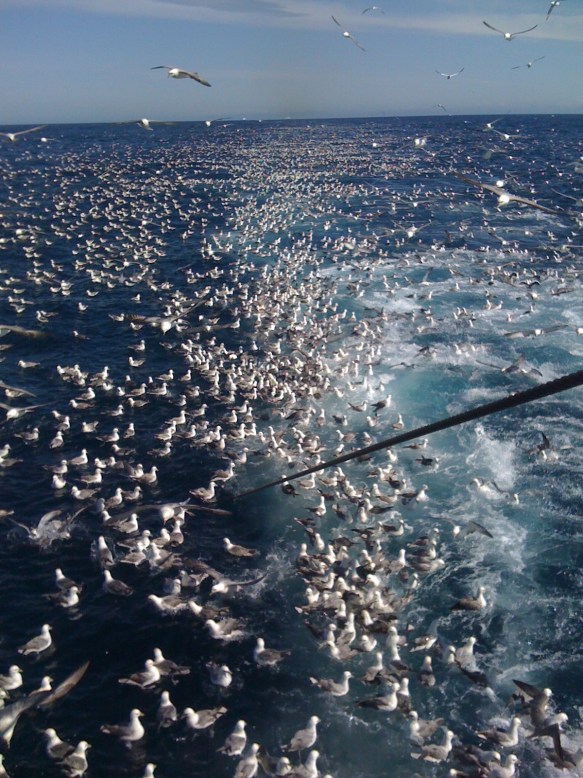 Fuglager á eftir Mánabergi