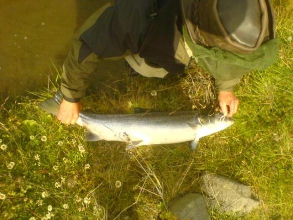 Losa krókinn varlega úr