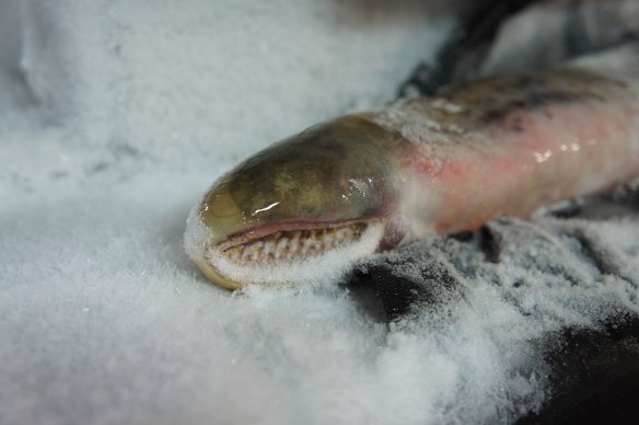 Þokkalegt kvikindi sogar sig fasta á fiskinn