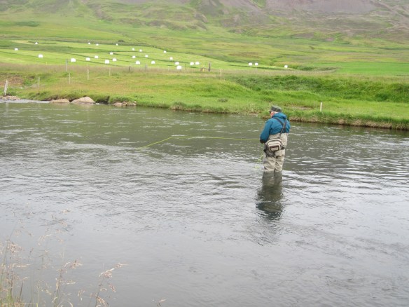 Searching for salmon