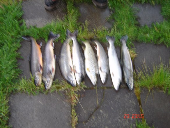 Blanda svæði í júní 2009