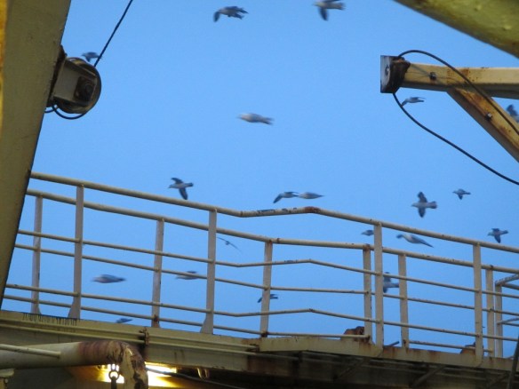 Mánaberg 11 janúar 2014