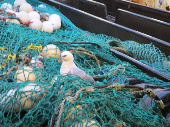 Múkkinn sem kom inn með sjónum.