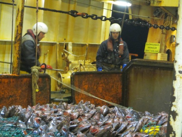 18. janúar Grálúðuveiðar