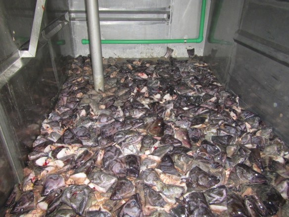 Dýrmætur fiskur grálúðan. Haus og sporður hirtur