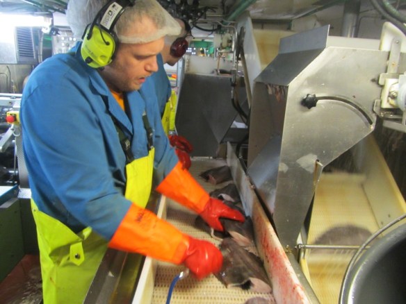 Grálúðan skafin og hreynsuð