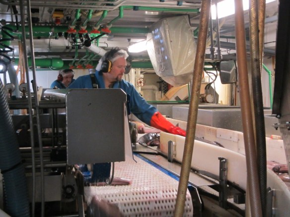 Smári og Finni hausa lúðuna