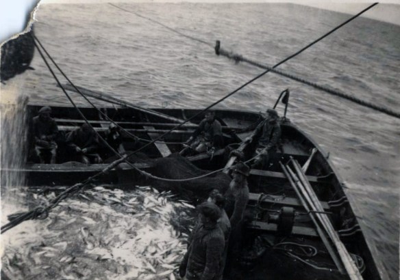 Síld í nót og nótarbátar