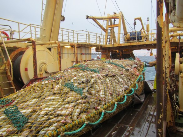 10 tonn þorskur og ufsi í bland