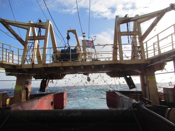 Íslenski fáninn við hún.