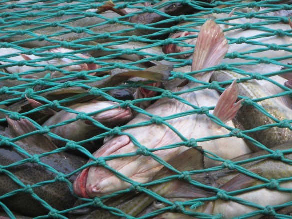 Ótrúlega stór fiskur hérna.