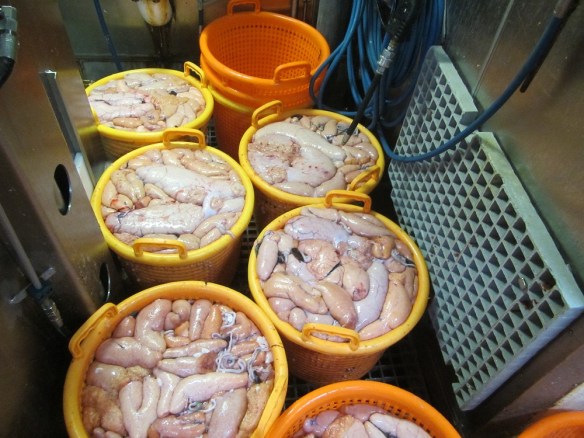 Mikil gota í fisknum