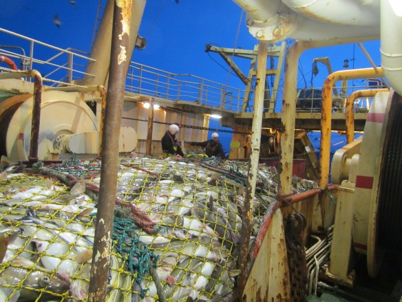 Vænn þorskur og nóg af honum.