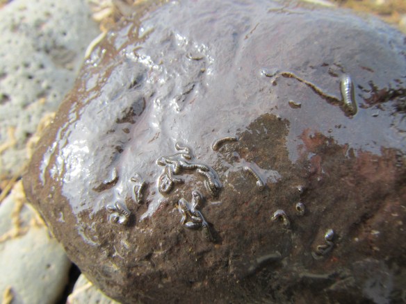 Vorveiði í Blöndu 22.04.2014