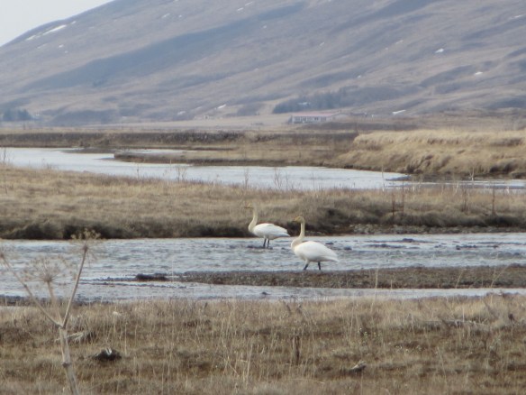 Vorveiði í Blöndu 22.04.2014