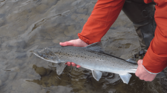 Vorveiði í Blöndu 22.04.2014