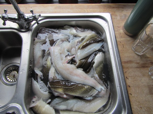 Á sjóstöng og skel með Daða á fleyg