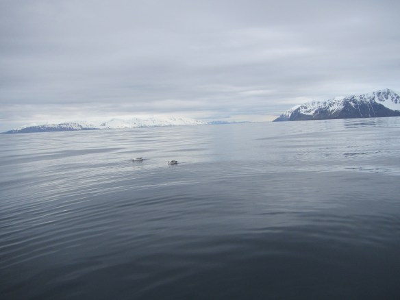 Á handfærum 27 mai.