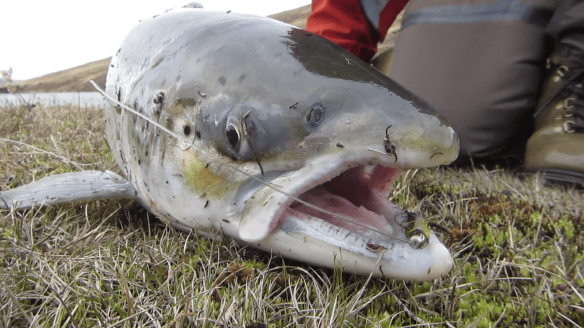 Ævintýri við Blöndu 7. mai 2014