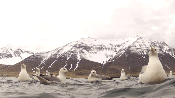 Barist um ætið. 11. Mai