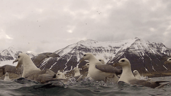 Barist um ætið. 11. Mai