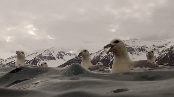Barist um ætið. 11. Mai