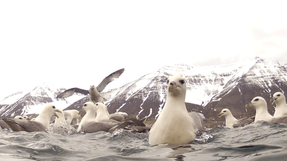 Barist um ætið. 11. Mai
