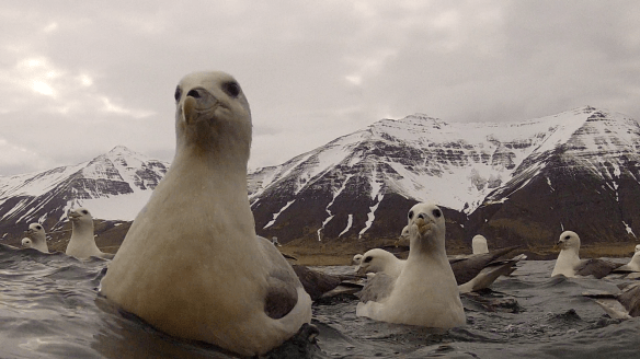 Barist um ætið. 11. Mai
