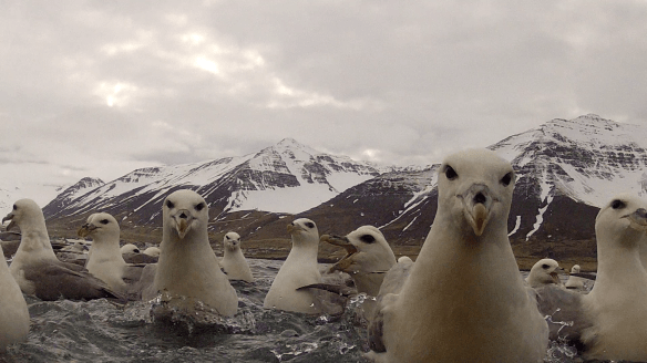 Barist um ætið. 11. Mai