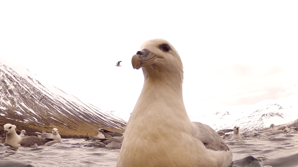 Barist um ætið. 11. Mai