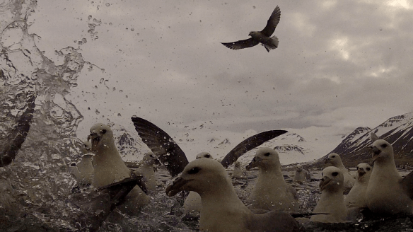 Barist um ætið. 11. Mai