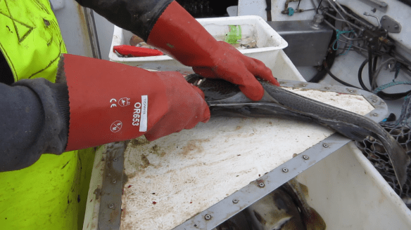 Á sjóstöng og skel með Daða á fleyg