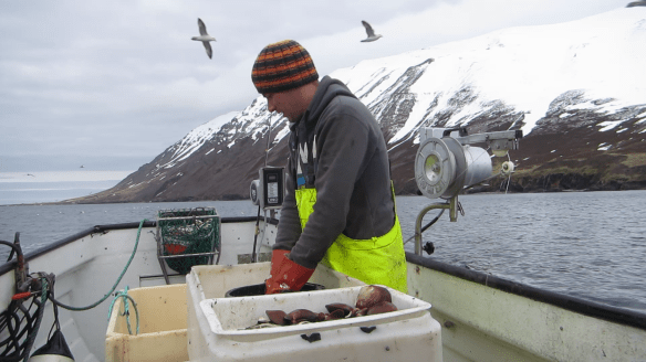 Á sjóstöng og skel með Daða á fleyg