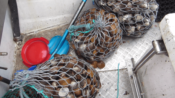 Á sjóstöng og skel með Daða á fleyg