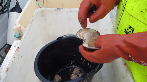 Á sjóstöng og skel með Daða á fleyg