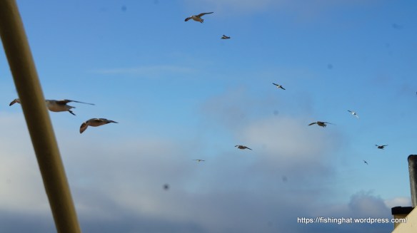 Múkkarnir nota vindinn og geta svifið mjög lengi.