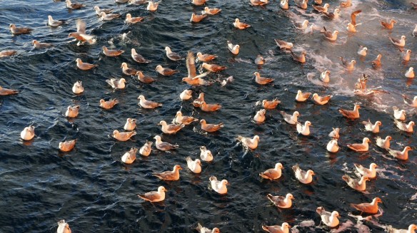 Fuglager við skipshlið.