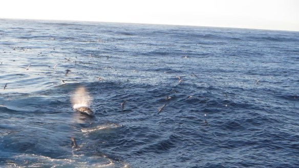 Hrefnur elta Mánaberg.