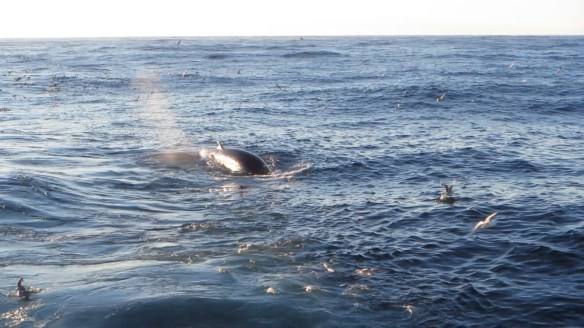 Hrefnur elta Mánaberg.