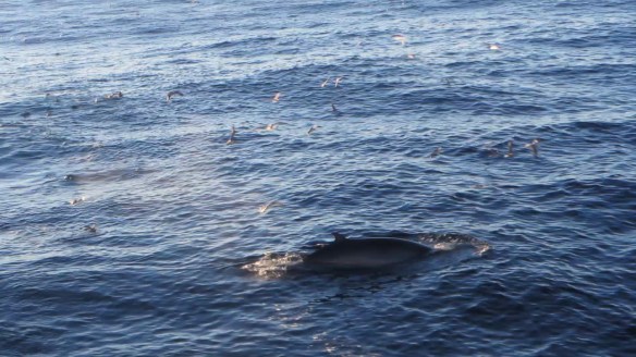 21. júní. Hrefnur elta Mánaberg.