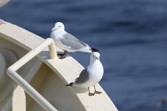 Beðið eftir bitanum.