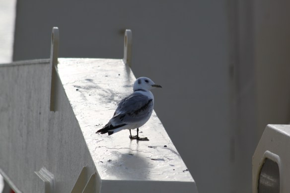 17. júní Gott að tilla sér niður augnablik.