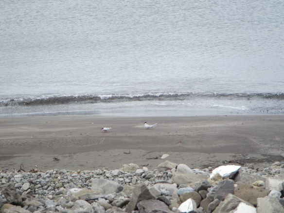 Haganesvík 1.6. 2014